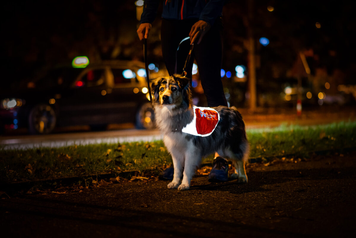 Een blue merle mini aussie in het donker met een reflecterend fluovestje aan van Non-stop dogwear.