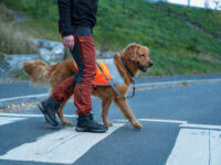 Donkerkleurige golden retriever steekt met zijn baasje het zebrapad over. De hond draagt een fluohesje.
