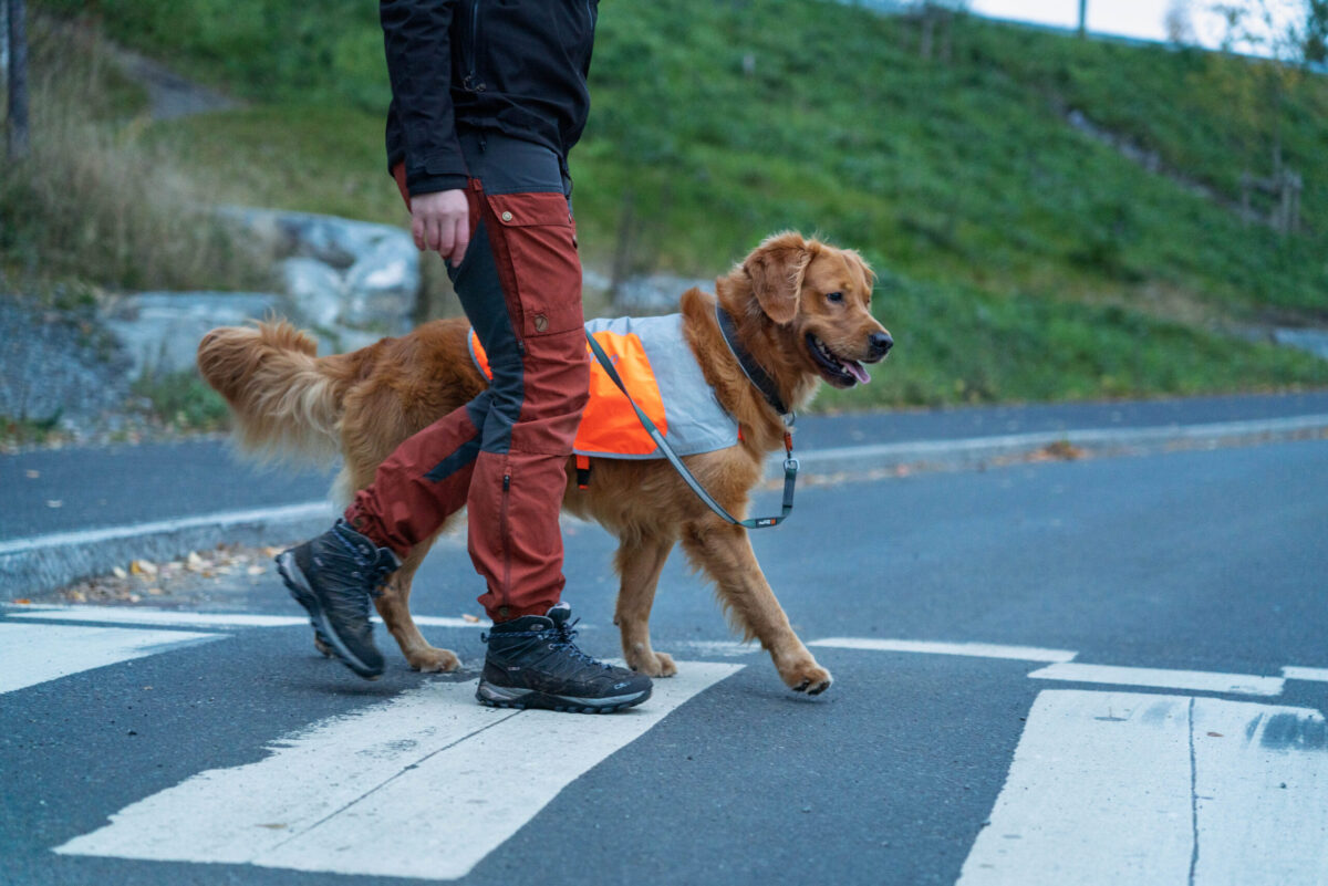 Donkerkleurige golden retriever steekt met zijn baasje het zebrapad over. De hond draagt een fluohesje.
